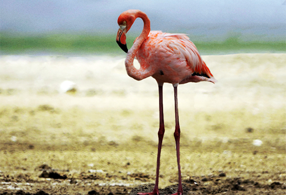 American Flamingo by Luis Urueña